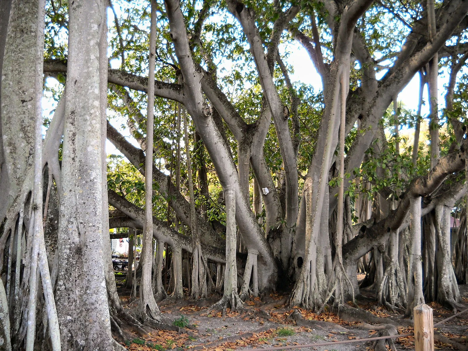 Aerial roots and spreading branches of the banyan at the Edison and Ford Winter Estates